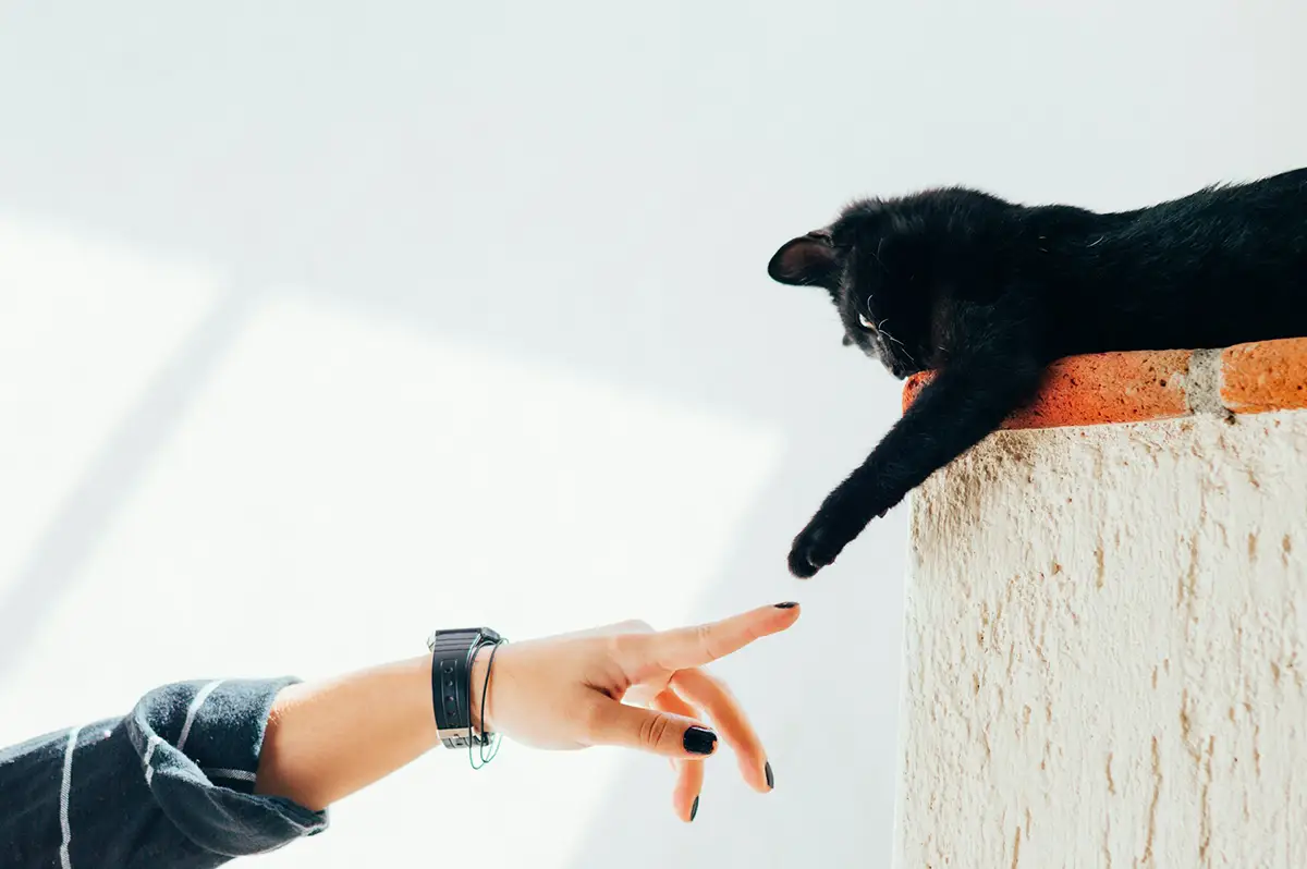 chat jeu et interaction avec son humain