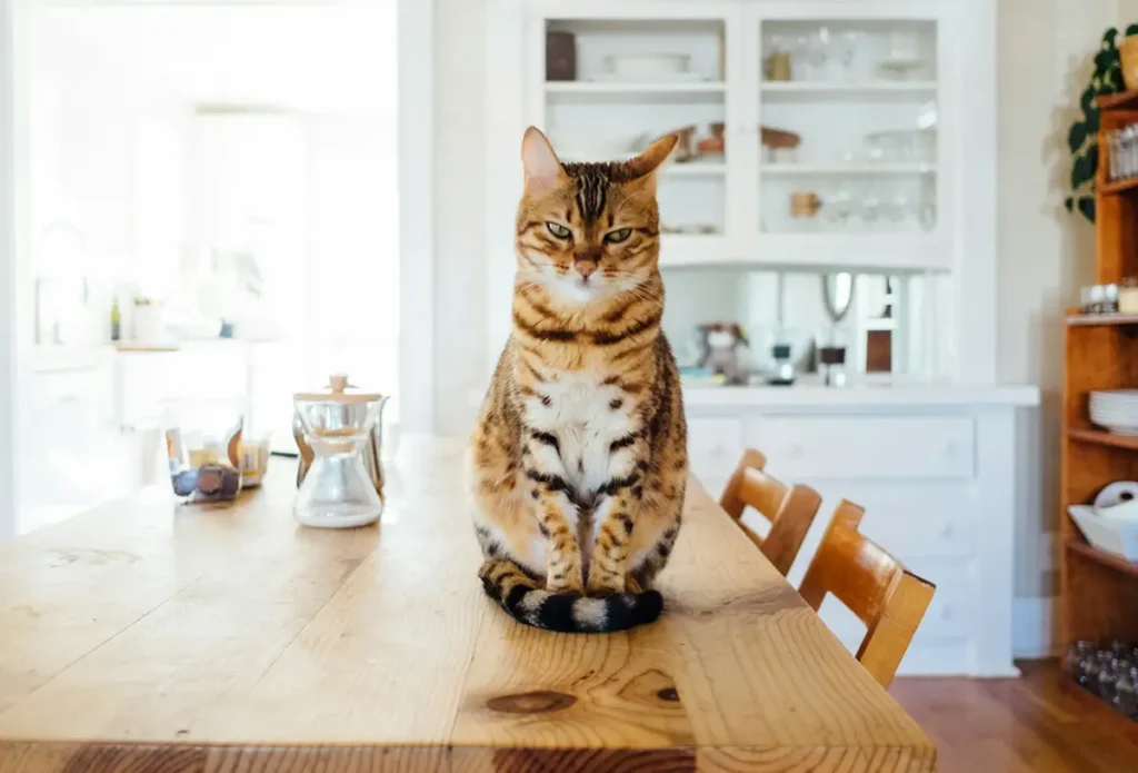 comment rendre son chat heureux