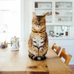 comment rendre son chat heureux