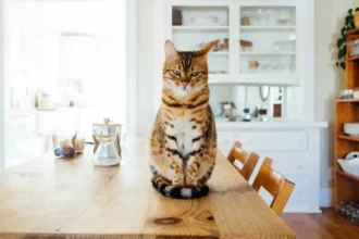 comment rendre son chat heureux