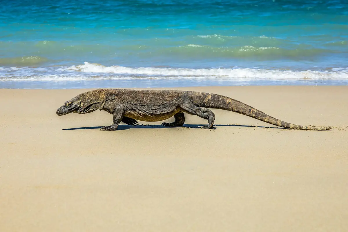dragons de Komodo, marchant sur la plage