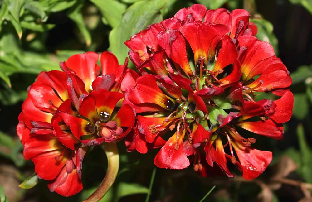 Gros plan sur des fleurs rouges griffes du lion aux cœurs jaunes et noirs, espèce endémique du désert d'Atacama fleurissant lors du super bloom