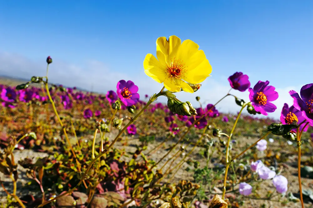 Fleur jaune en gros plan au premier plan avec un champ de fleurs violettes s'étendant en arrière-plan sous un ciel bleu, lors du superbloom du désert d'Atacama au Chili