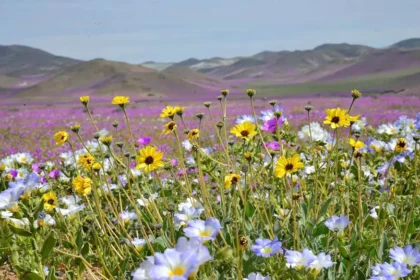 Champ de fleurs sauvages jaunes, blanches et mauves lors du super bloom du désert d'Atacama, avec des collines arides en arrière-plan