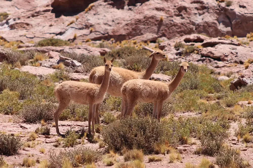 Trois vigognes debout dans un paysage rocailleux et aride du désert d'Atacama, entourées de petits arbustes et de roches rougeâtres