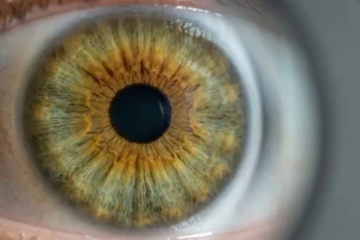Photographie macro d'un iris aux yeux hazel montrant l'anneau brun-doré péripupillaire et les reflets verts en périphérie