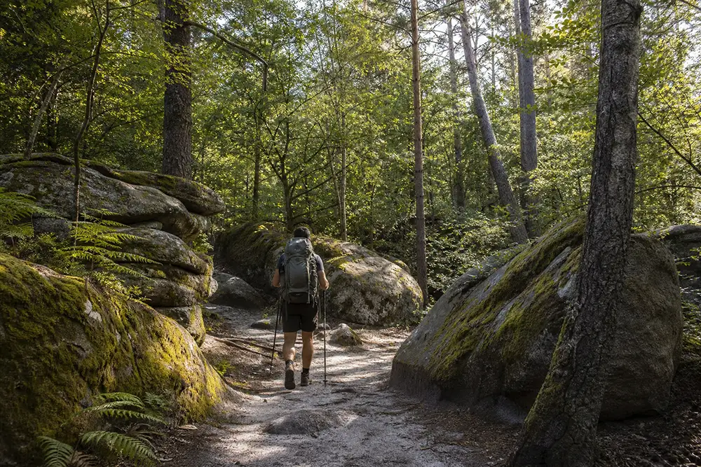 Randonneur sur un sentier sablonneux balisé en forêt de grès et de pins, lumière matinale, forêt style Fontainebleau