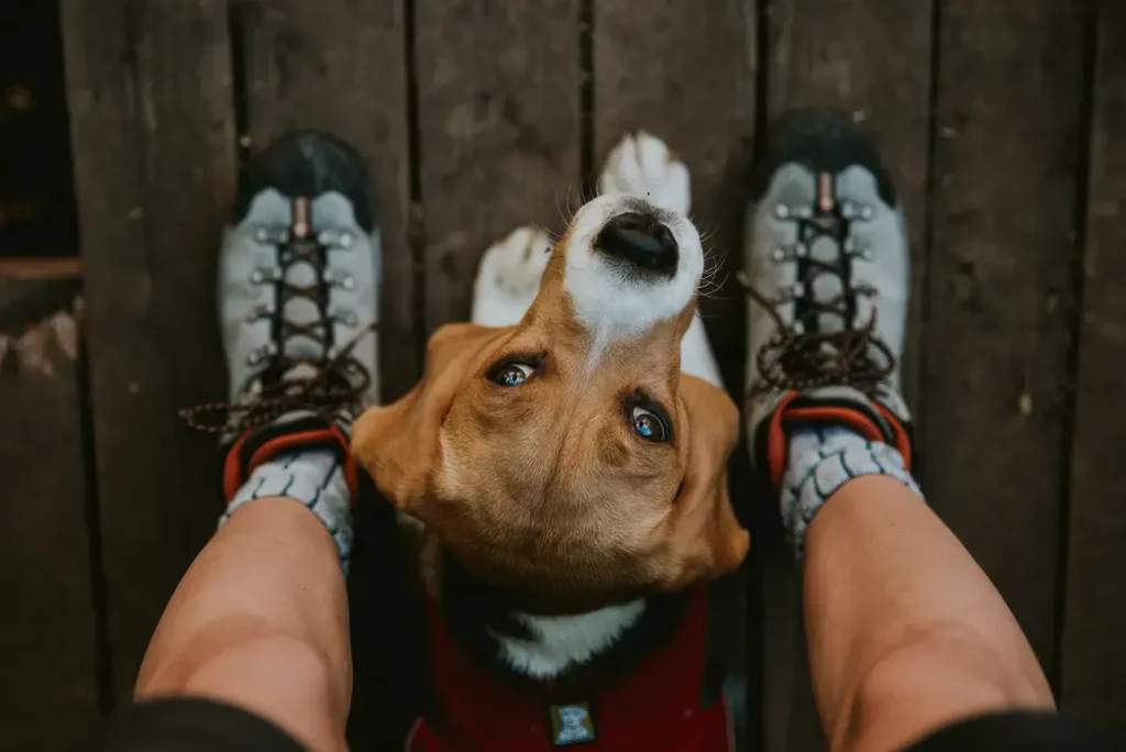 Une femme qui regarde son chien