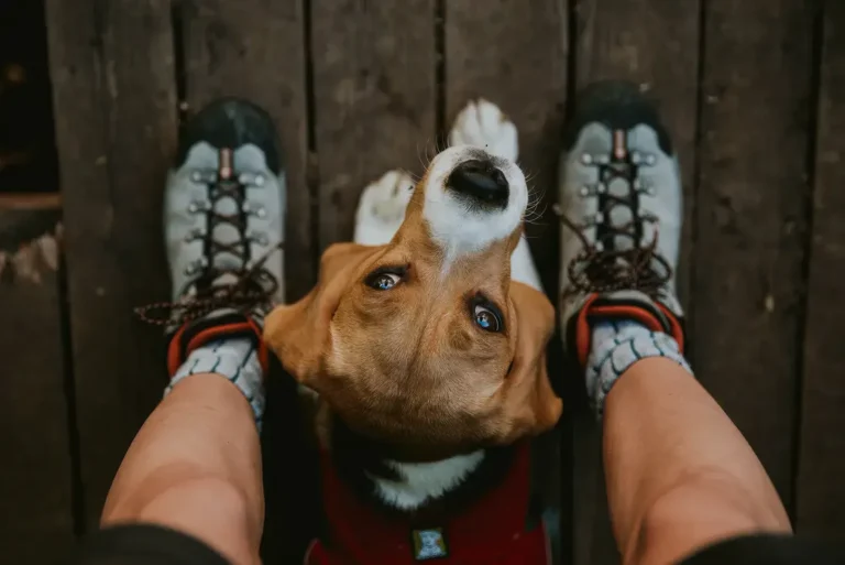 Une femme qui regarde son chien