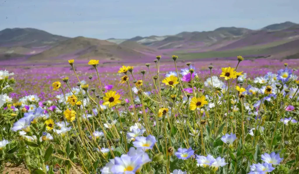 Champ de fleurs sauvages jaunes, blanches et mauves lors du super bloom du désert d'Atacama, avec des collines arides en arrière-plan